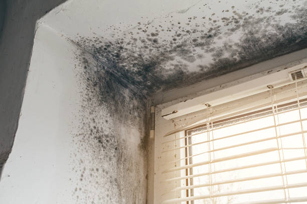 Affordable Mold Cleanup solutions in Orbisonia, PA