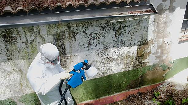 Top rated local Mold Cleanup specialists in Orbisonia, PA
